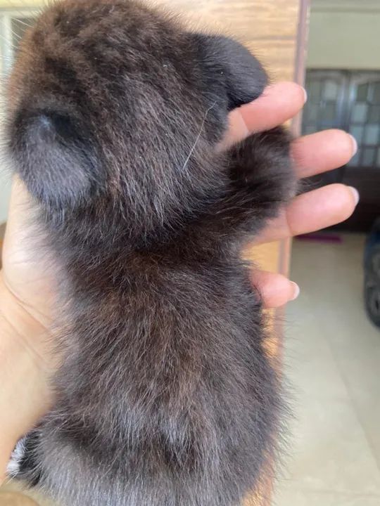 Gatinho scolthfold, da orelhinha voltada para frente de olhinhos azuis  - Foto 5