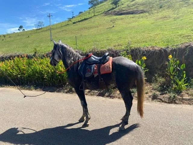 Cavalo Mangalarga Marchador 5 anos - Foto 3