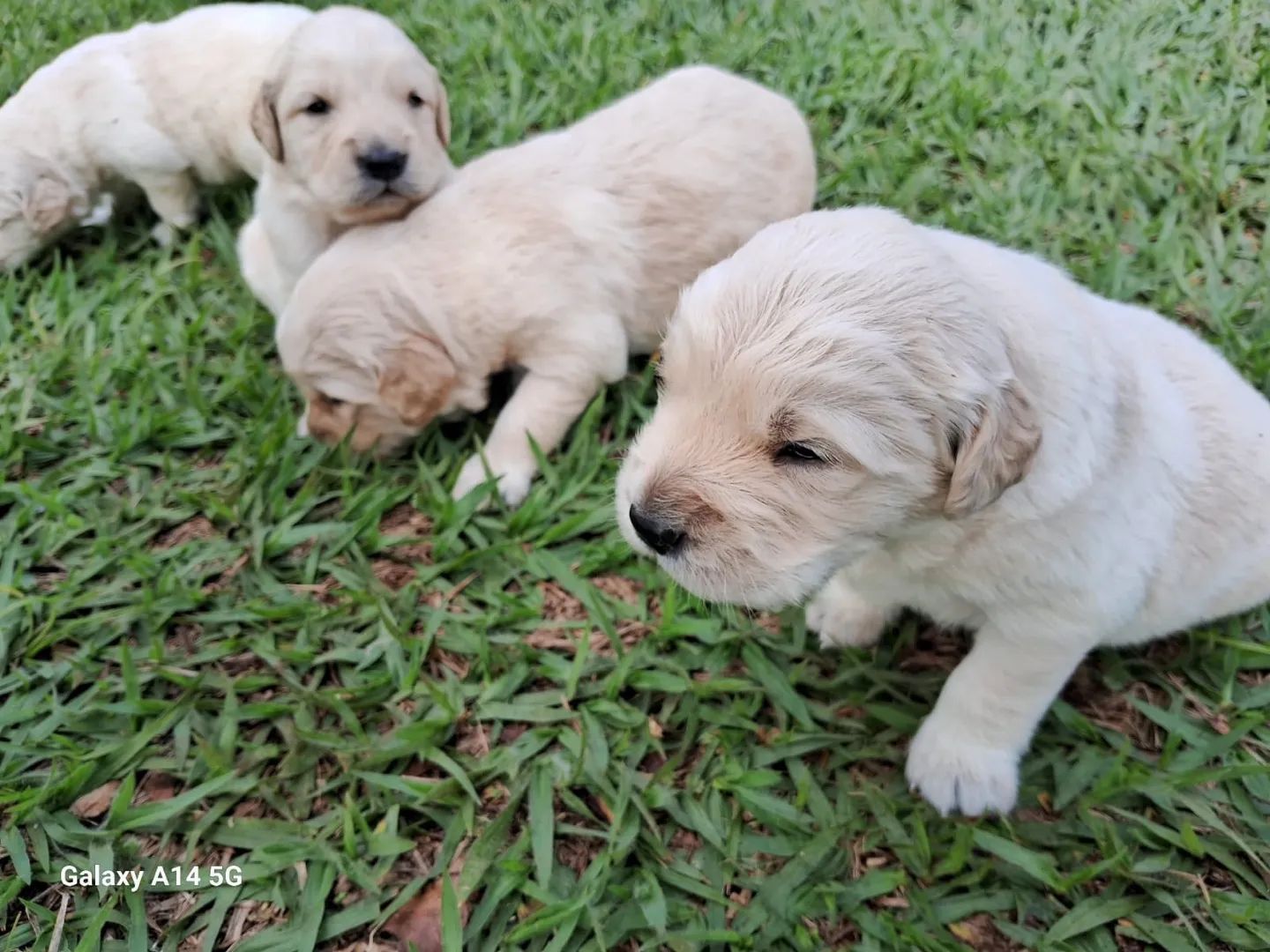 Golden Retriever com procedência 