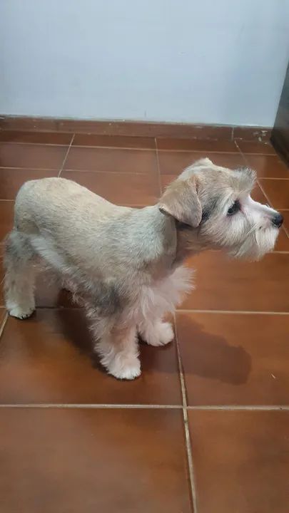 Mini schnauzer fashion olx