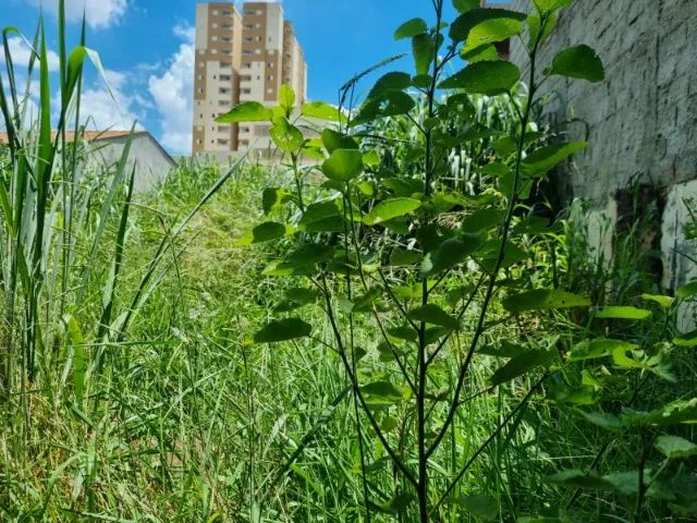 Terreno - Parque Manoel Vasconcelos, Sumaré - Foto 6