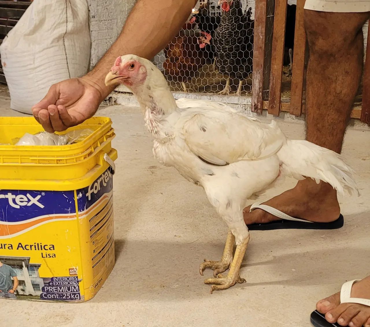 Frangos e frangas - Foto 3