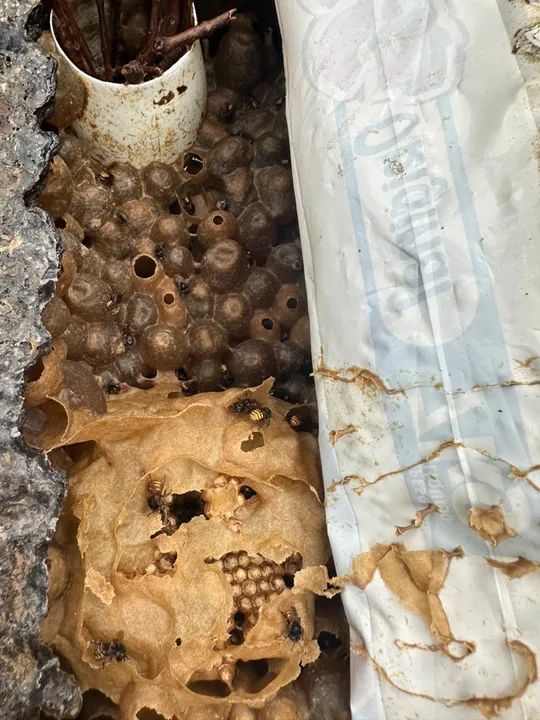 Caixas de abelhas asf  - Foto 4