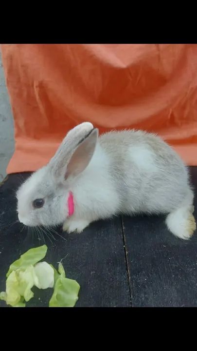 Coelho Fêmea  - Foto 4