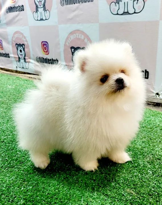 Spitz Alemão com pedigree cbkc parcelamento sem juros - Foto 3