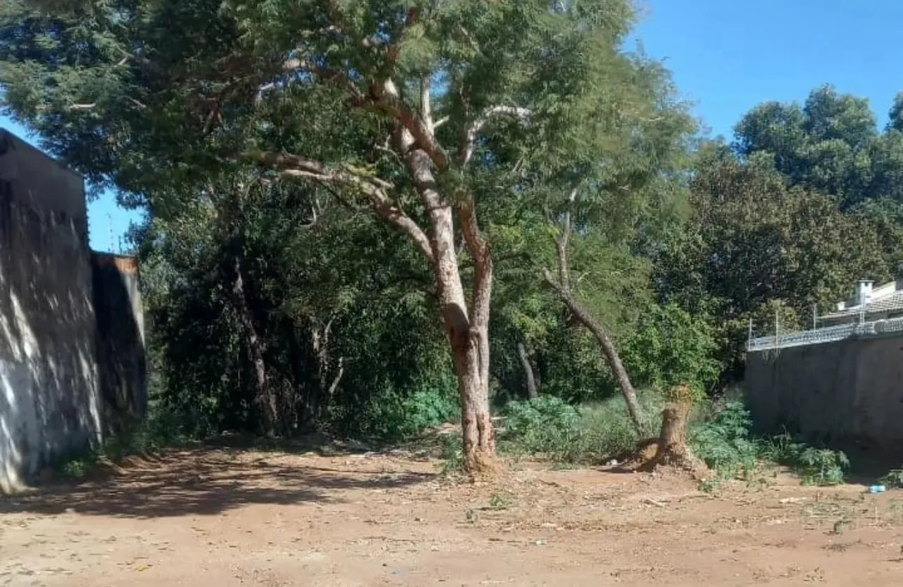 507 sul arso 53, lote 495mt área total, nascente, murado laterais, registrado