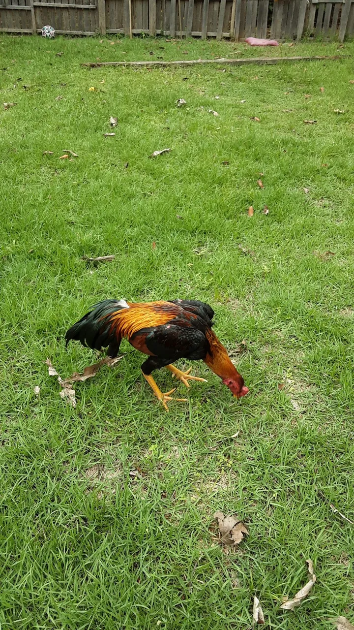 Frango indiano exótico de procedência boa com a penas 8 meses.