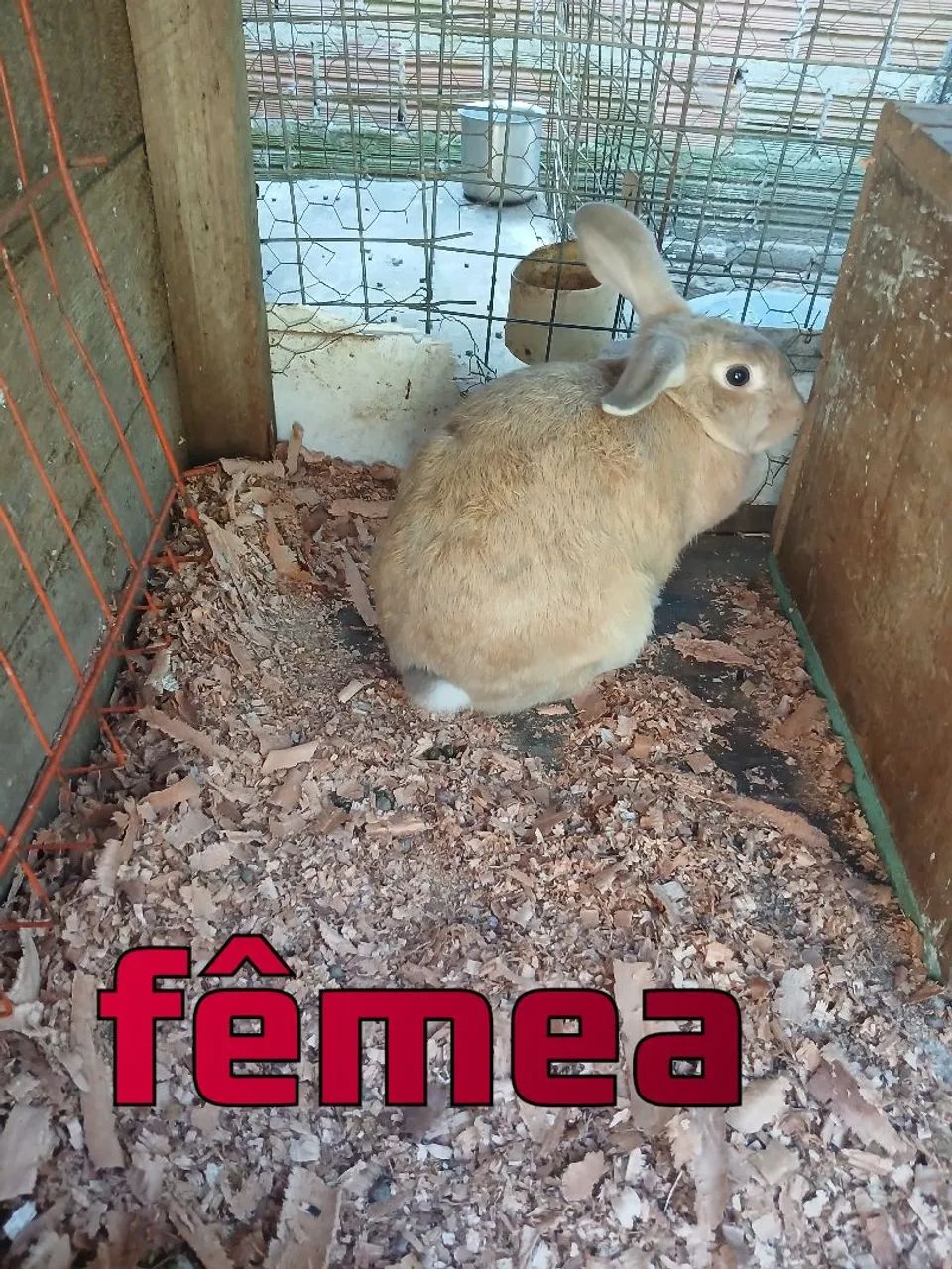 Coelhinhos Filhotes - Lindos e Adoráveis! - Foto 3