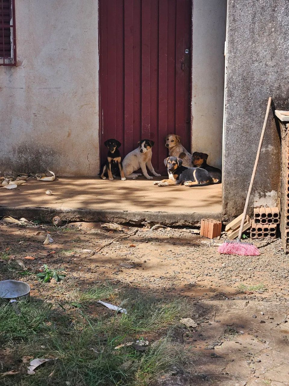  filhotes de cachorro para adoção - Foto 3