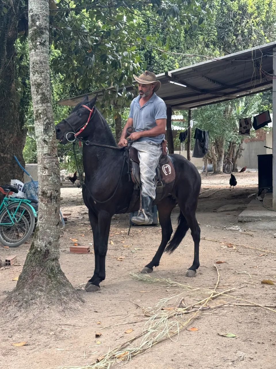 Cavalo MangaLarga - Foto 3