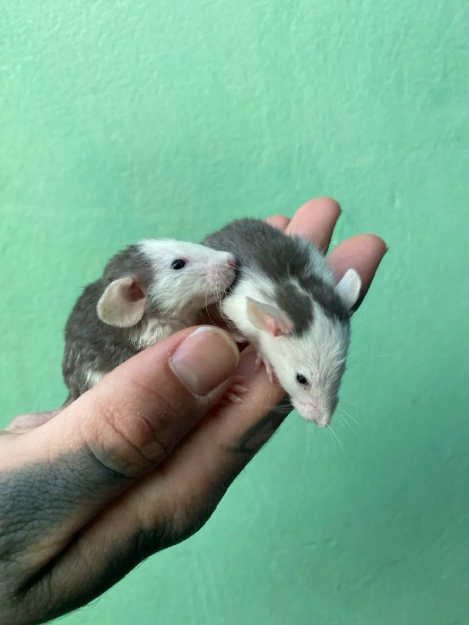 Pet Twister - pet mercol - Ratolandia roedores e cia  - Foto 3