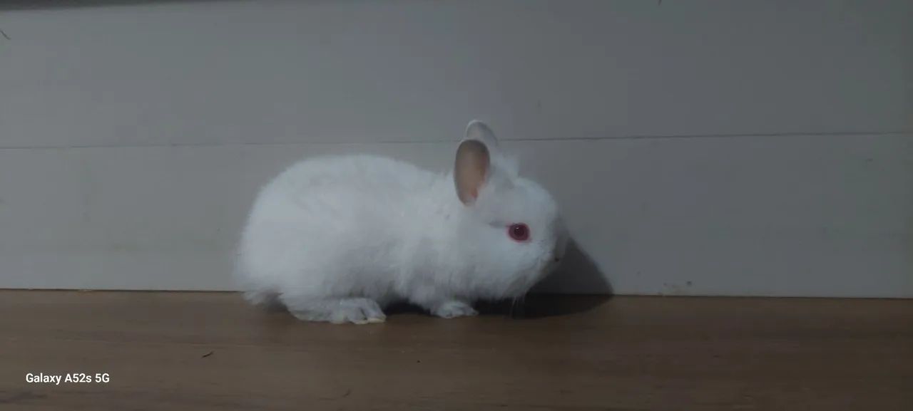 Mini coelhos netherland  - Foto 4