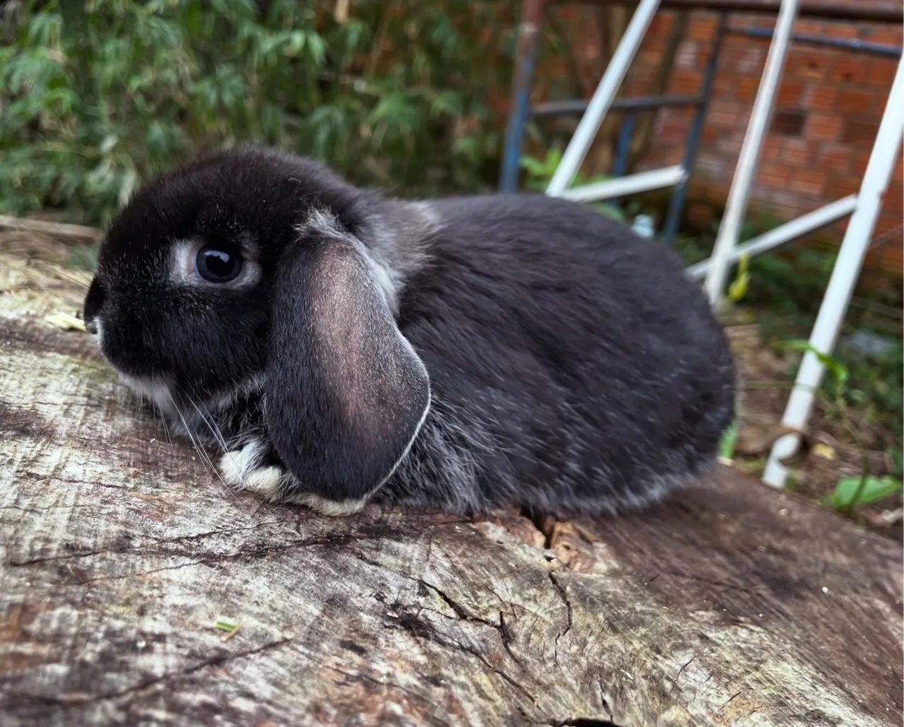 Mini Lop fêmea filhote