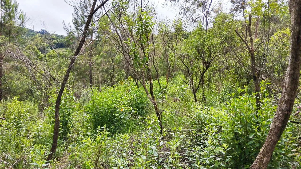 Sítio 4 hectares Batingueira Taquara  - Foto 2