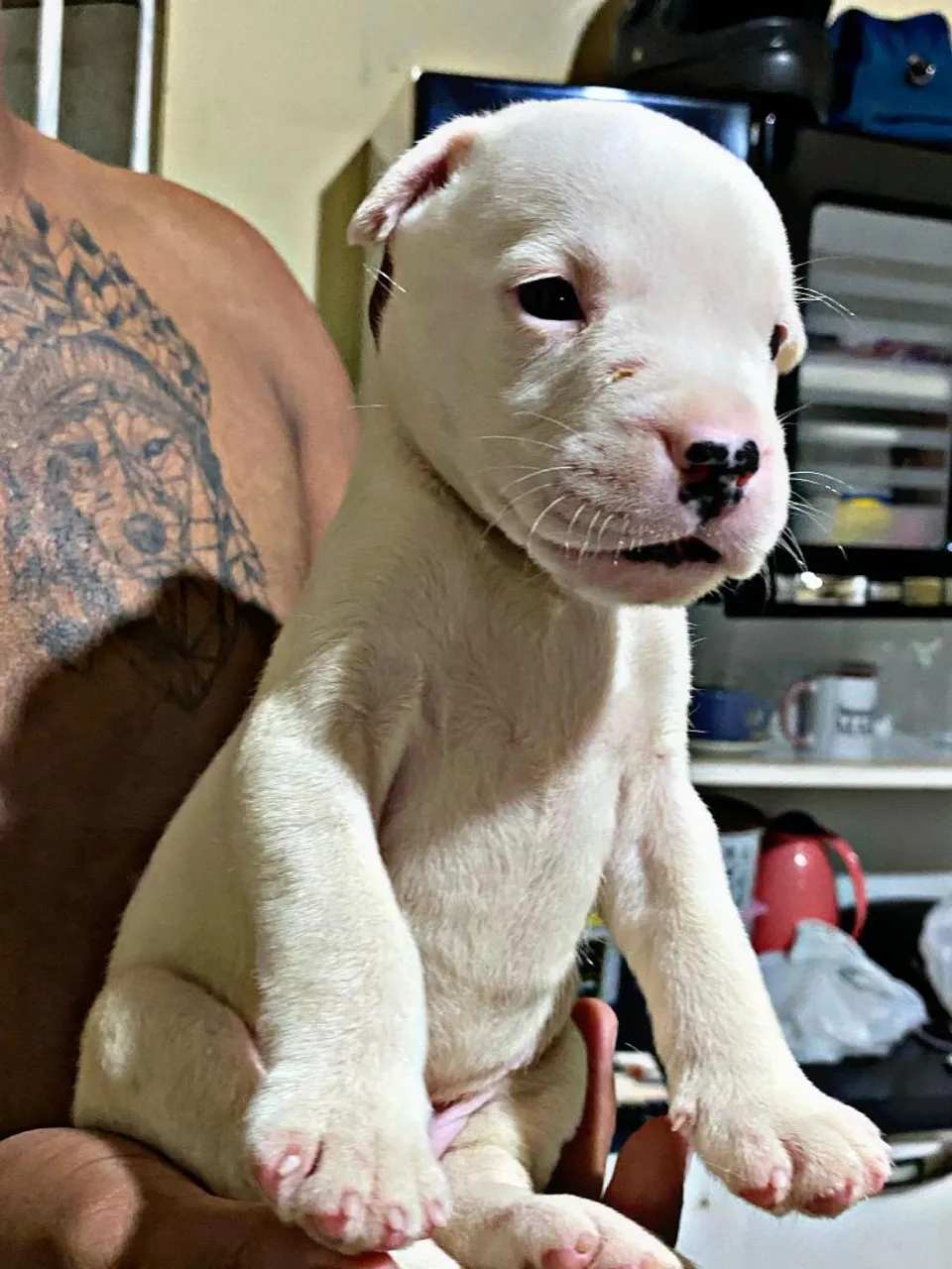 Vendo filhote dogo argentino puro