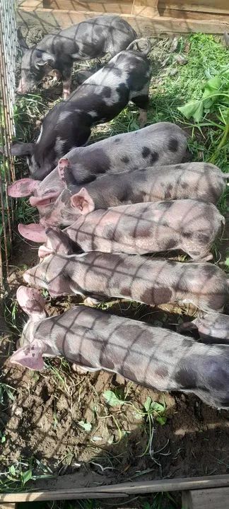  porco novo  - Foto 2