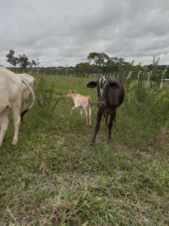 Vaca primeira cria - Foto 2
