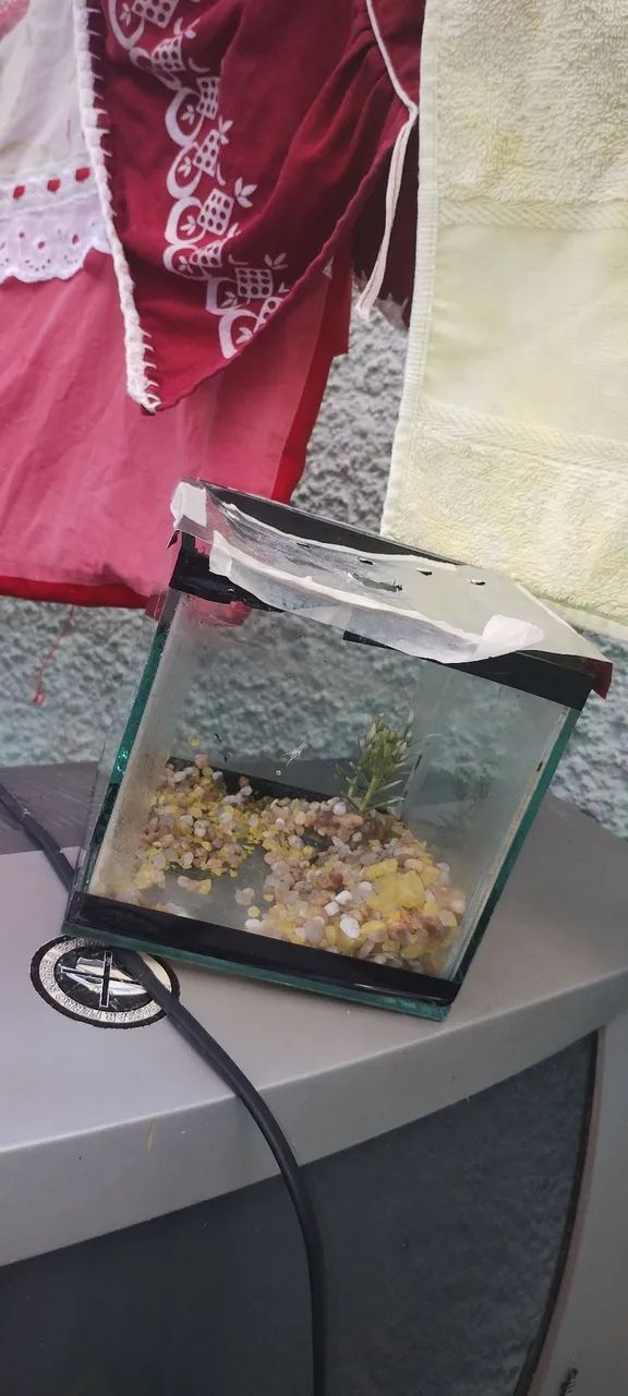 Aquários são 4 para betas 