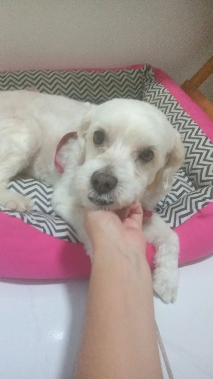 Cachorrinha para adoção  - Foto 3