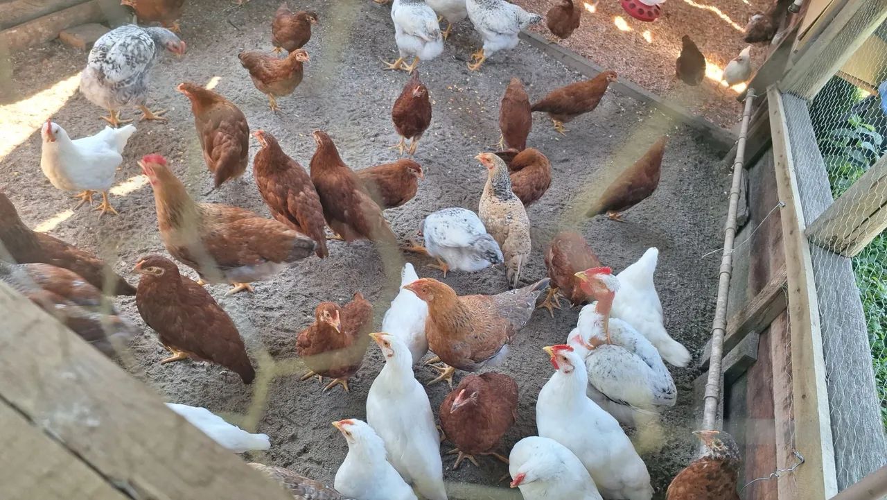 Vendo novogem ,embrapa 51, glc e caipirao  - Foto 4