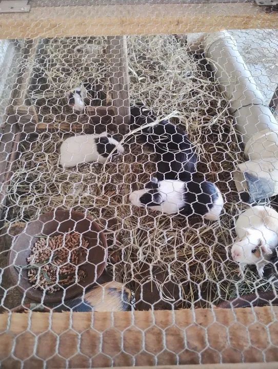 Vendo criação de Porquinho da índia - Foto 4