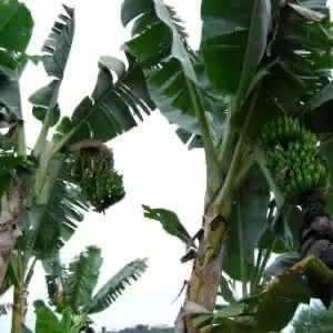 Tronco é folhagens de bananeiras  - Foto 2