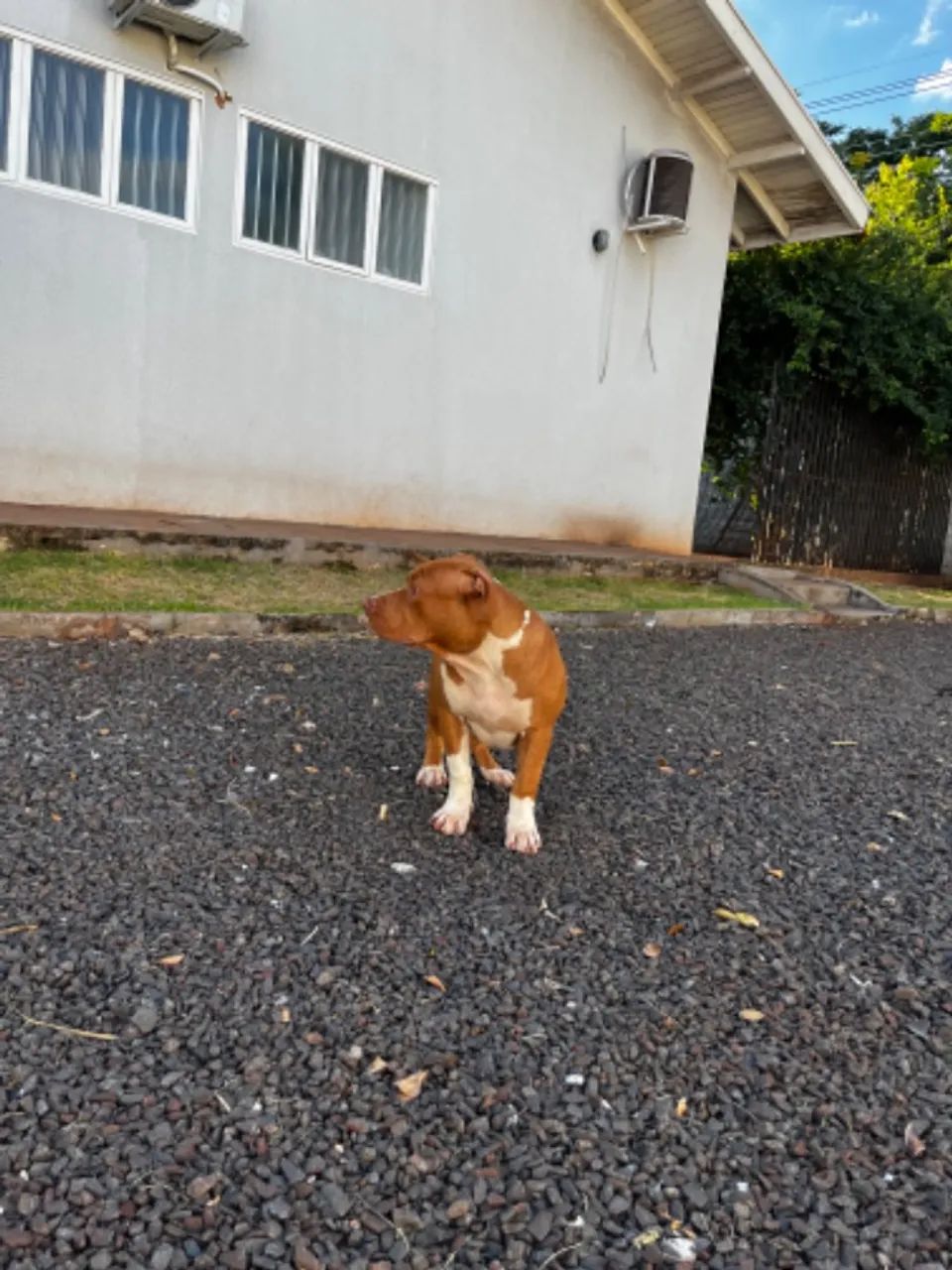 Filhotes de PitMonster com pedigree - Foto 3