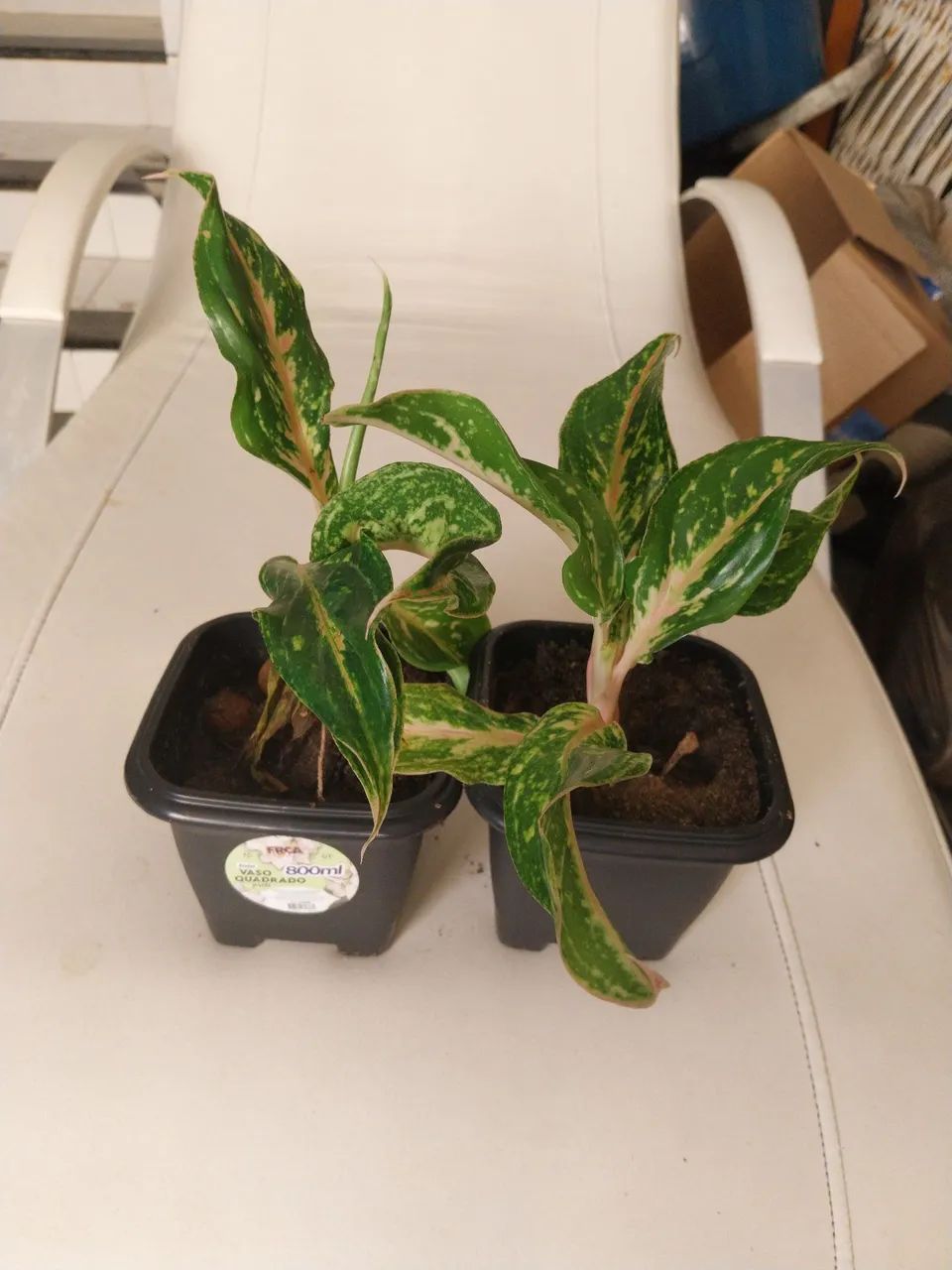 Vasos Aglaonema Mini Sumatra - Foto 3