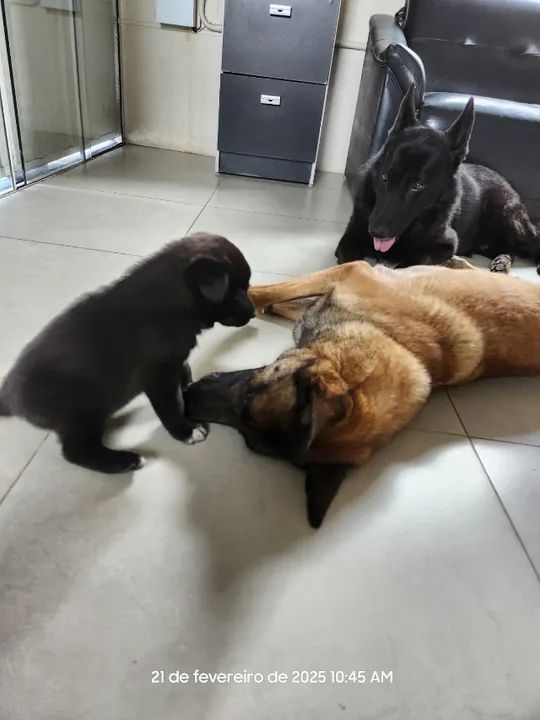 Filhotes de Pastor Belga - Foto 3