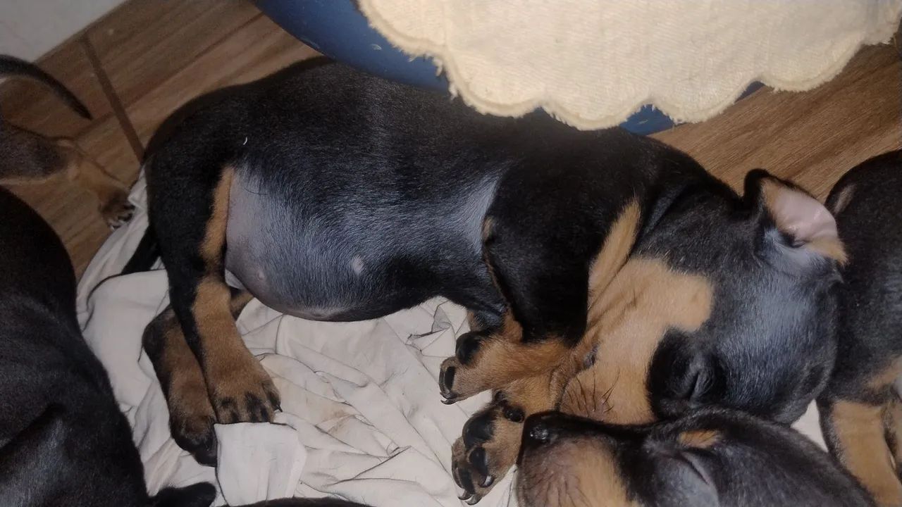 Tenho 5 meninas preta e um menino marron e um preto