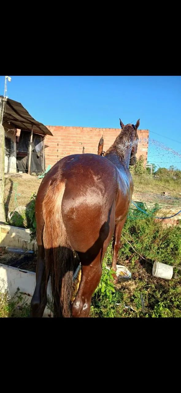 Cobertura de cavalo  - Foto 2