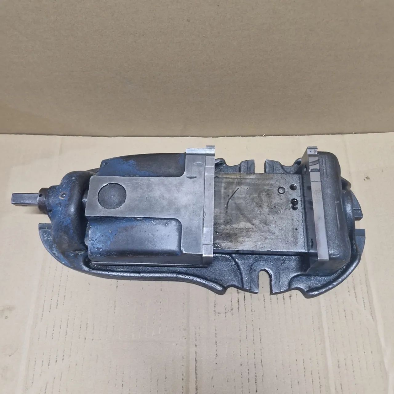 Morsa adriática  - Foto 3