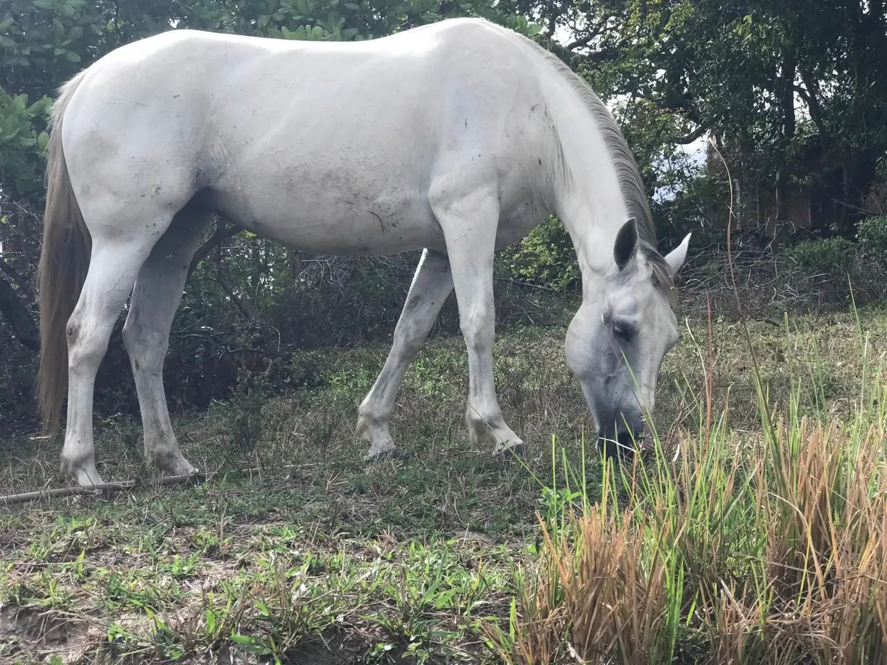 Égua de esteira  - Foto 2
