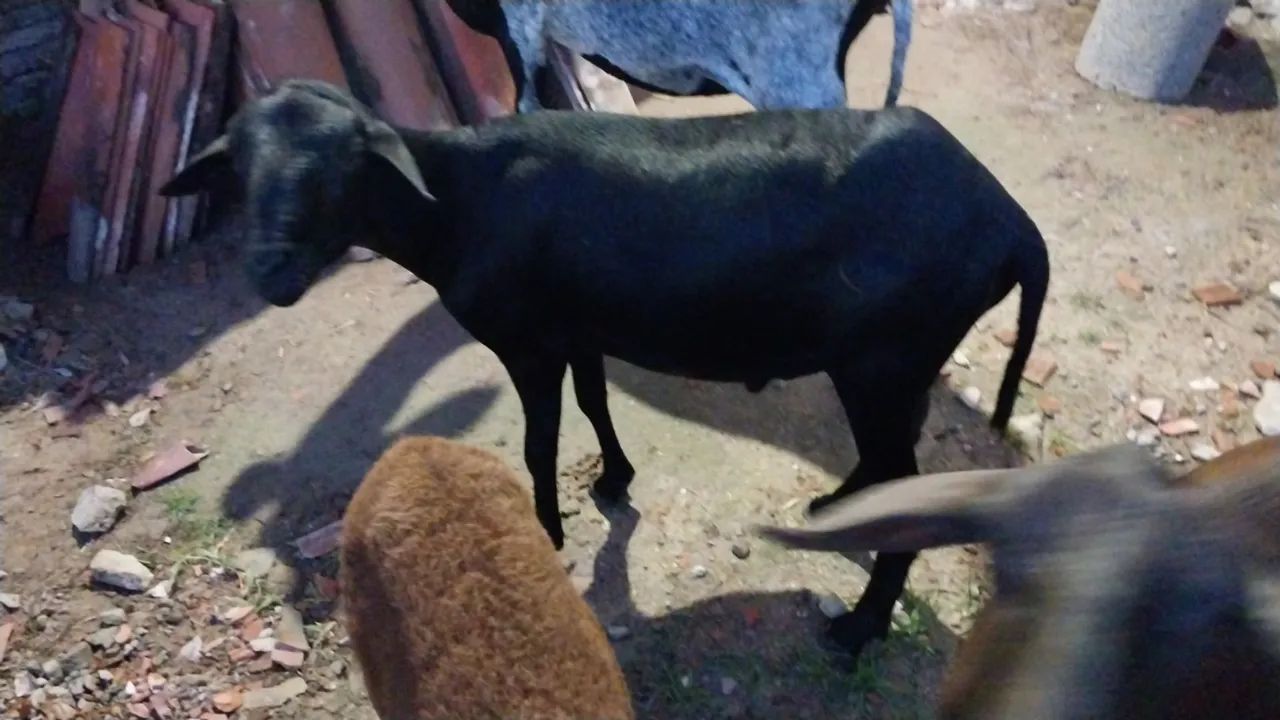 Ovelhas e carneiros pra venda  - Foto 4