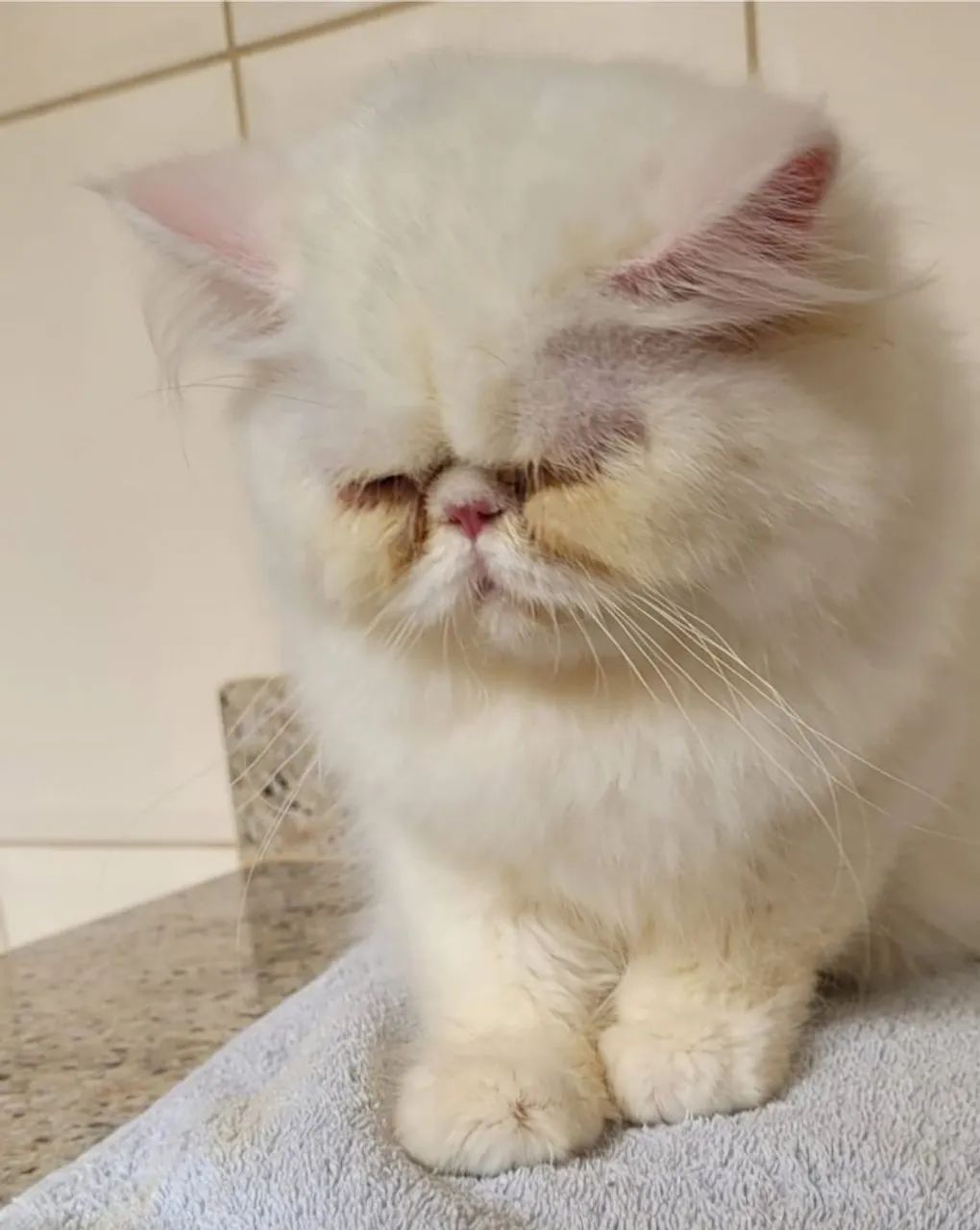 Gatinhos Persa - Branco - Foto 4