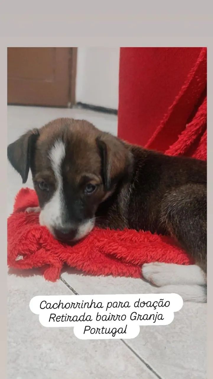 Filhote de cachorro disponível para adoção - Foto 2