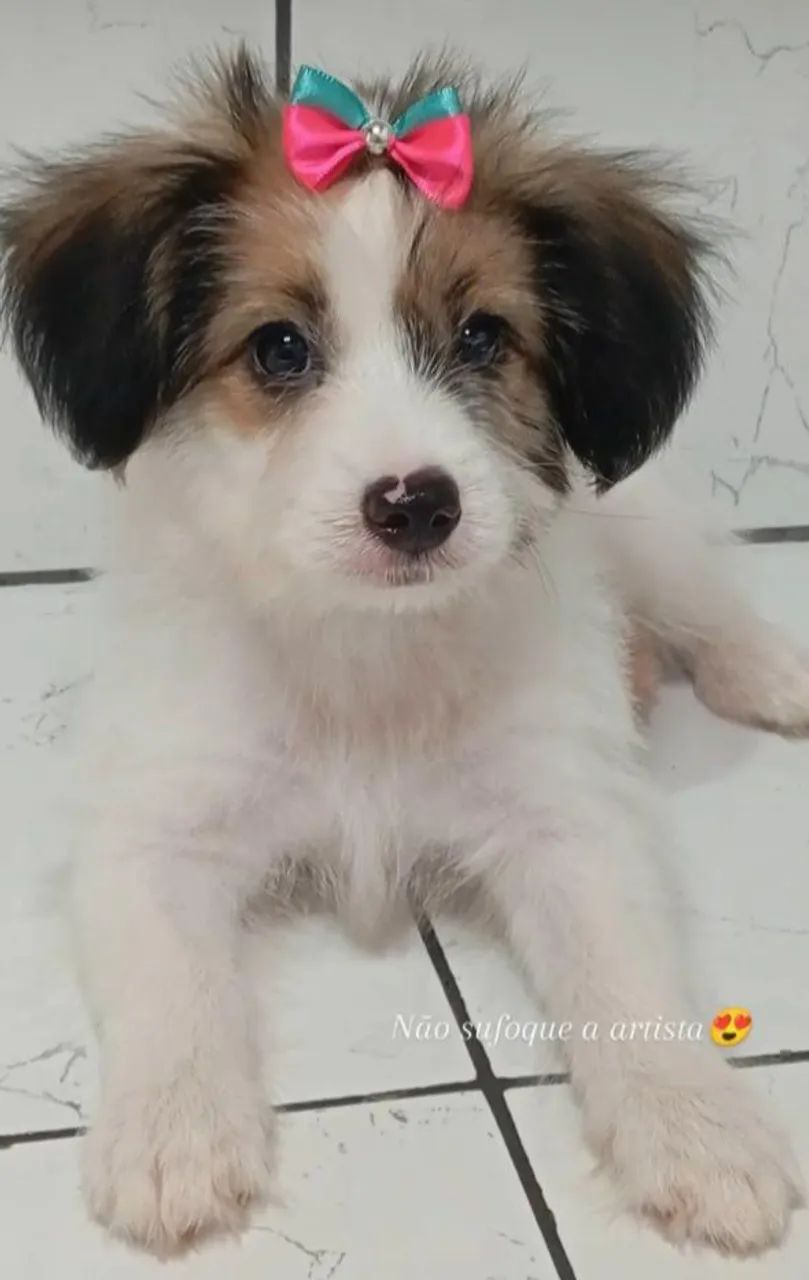 Filhotes mestiços Yorkshire cm shiatsu. 