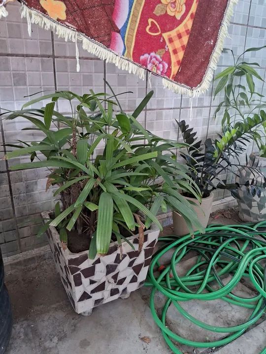 Palmeira em vaso - Foto 4