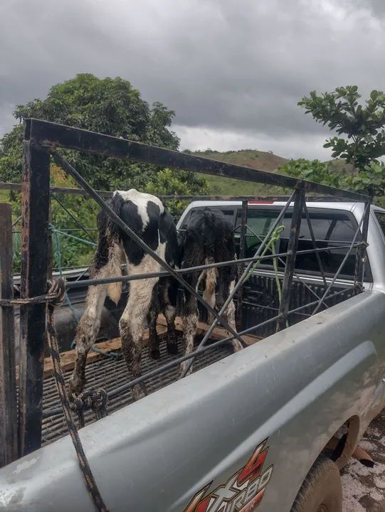  3 Bezerros para venda - Foto 5