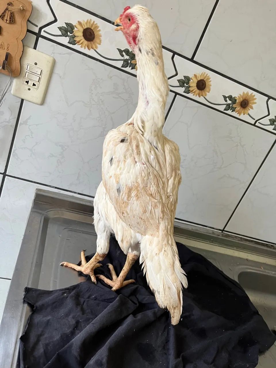 Galinha Índia topete - Foto 4