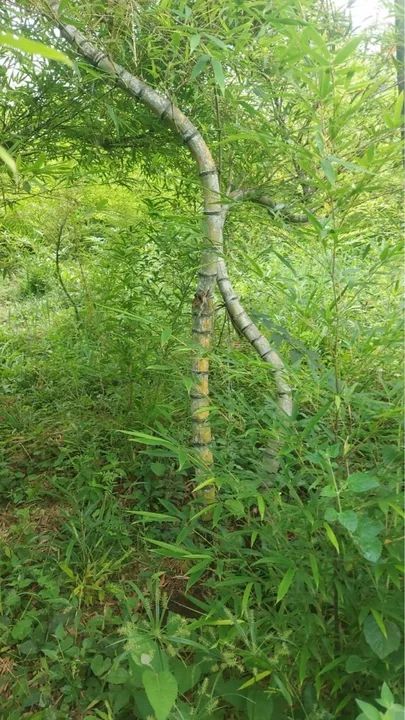 Bambus mosso grande  - Foto 4