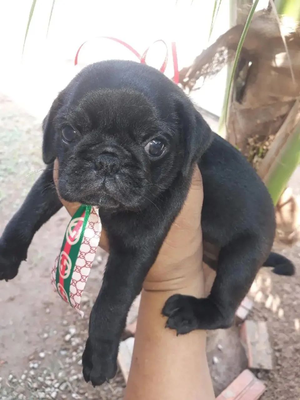 Pug filhote macho promoção 