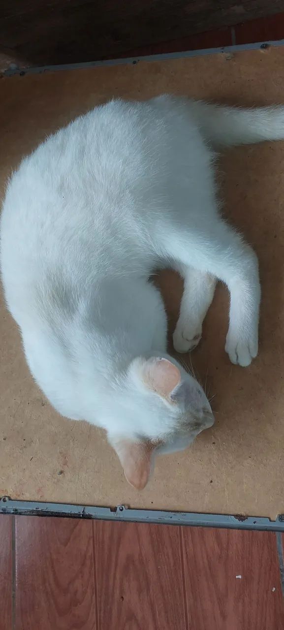 ADOTE UM GATINHO - Foto 6