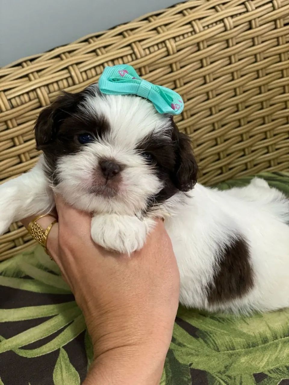 Lhasa Apso Bolinhas de Pelo Cheias de Amor - Foto 3