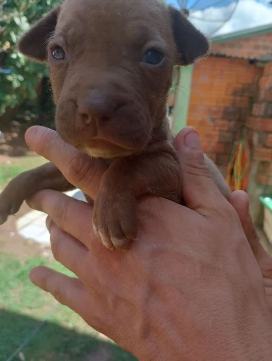 Vende-se filhotes de Pit Bull  - Foto 2