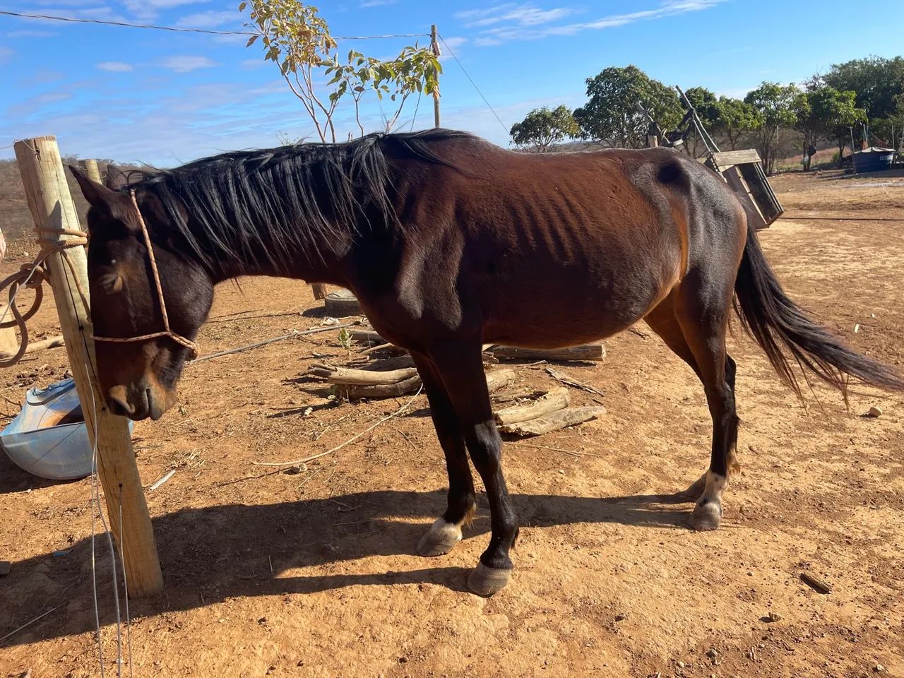 Égua para agropecuária - Foto 5