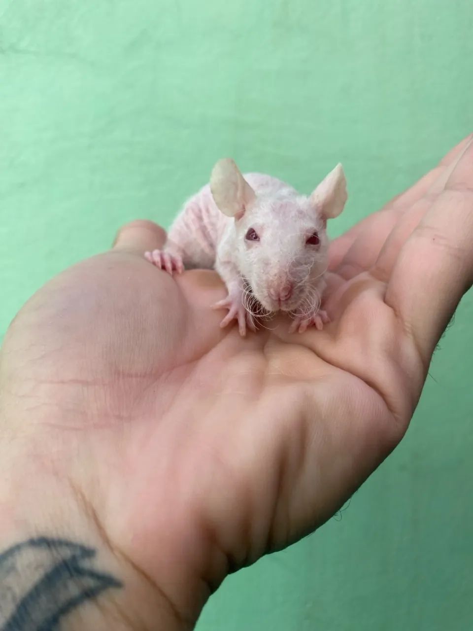 Pet Twister - pet mercol - Ratolandia roedores e cia  - Foto 2