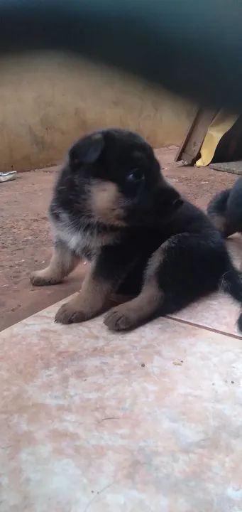 lindos Filhotes De Pastor Alemão.. meu wts 67 9  *  - Foto 2