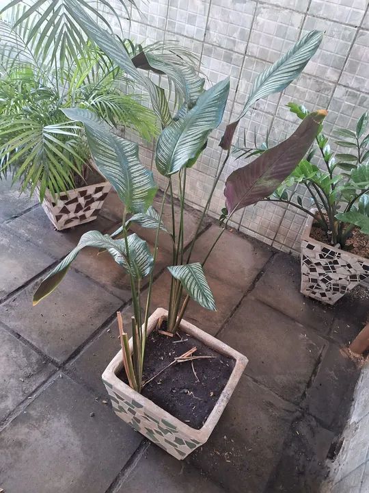 Palmeira em vaso - Foto 5