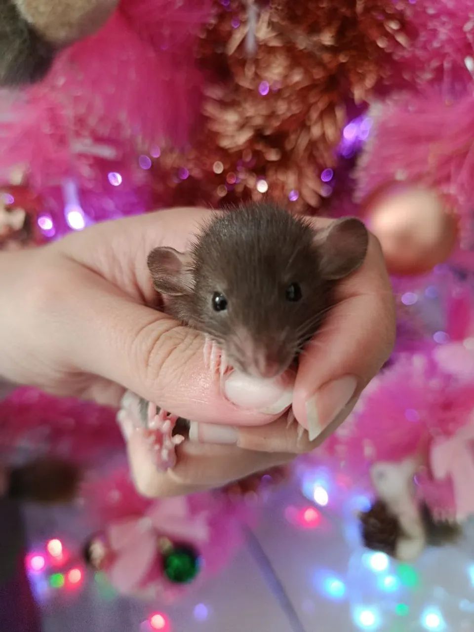 Ratinhos Twister Filhote  - Foto 3